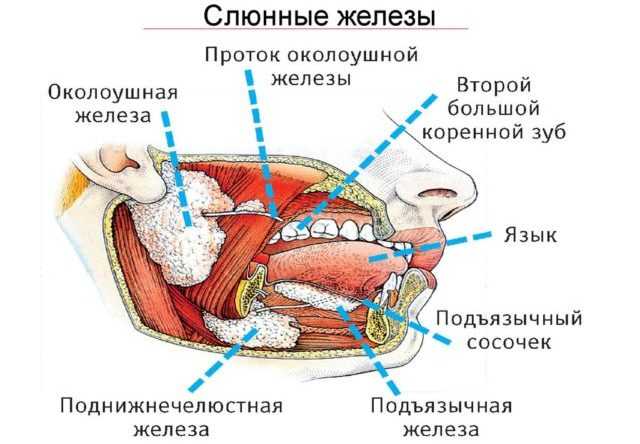 Воспаление околоушной слюной железы